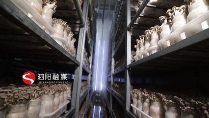 泗阳:食用菌已逐渐发展成为一份富民产业
