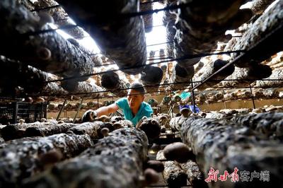 甘肃省民乐县:调整农业产业结构 发展食用菌工厂化生产项目